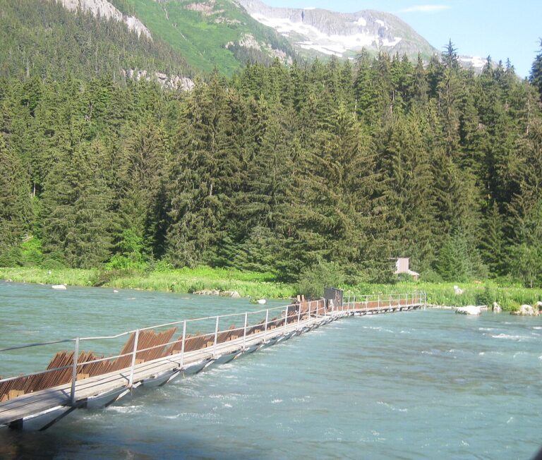 A weir across Chlkoot River for counting Sockeye salmon fish population — Alaska : le brochet affamé par la chaleur menace le saumon