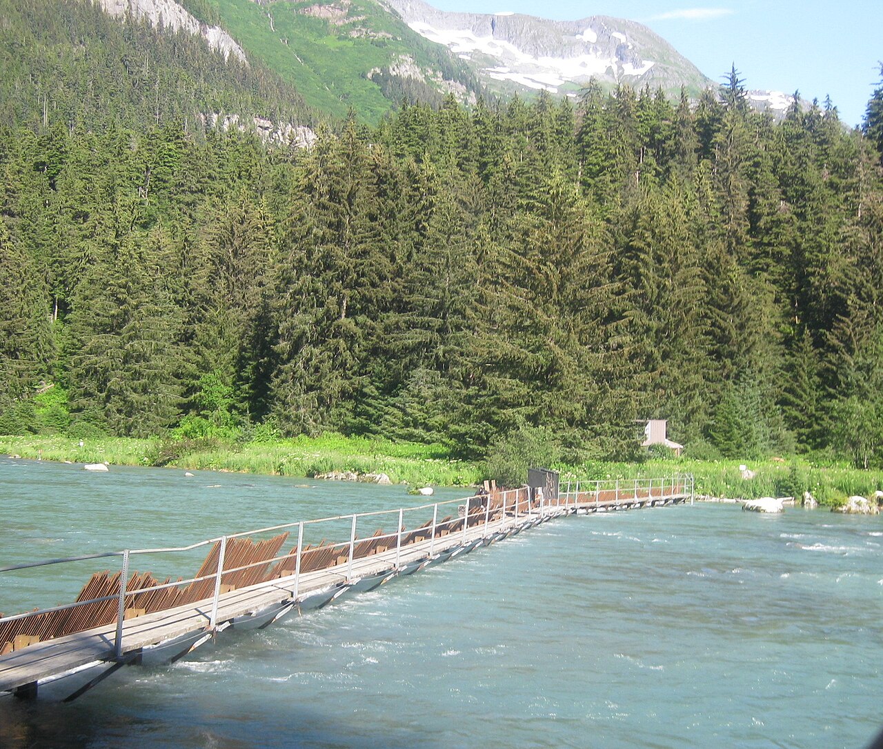 A weir across Chlkoot River for counting Sockeye salmon fish population — Alaska : le brochet affamé par la chaleur menace le saumon