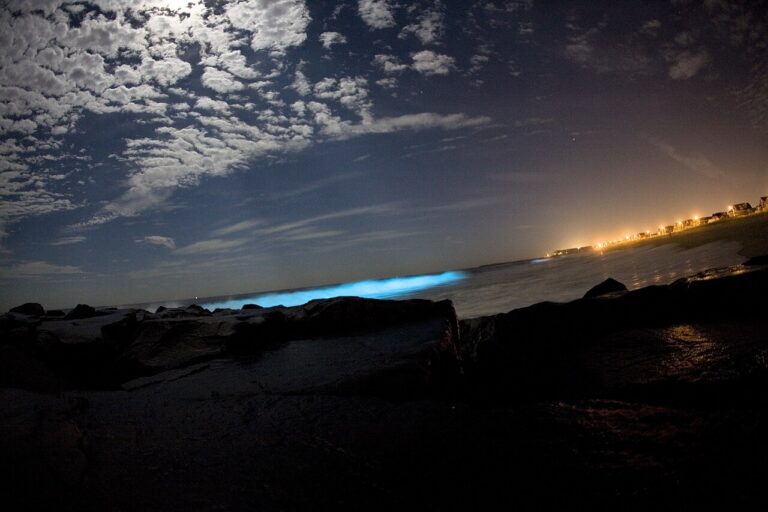 Bioluminescent dinoflagellates — Des vagues sur d'autres planètes : à quoi ressemblent-elles ?