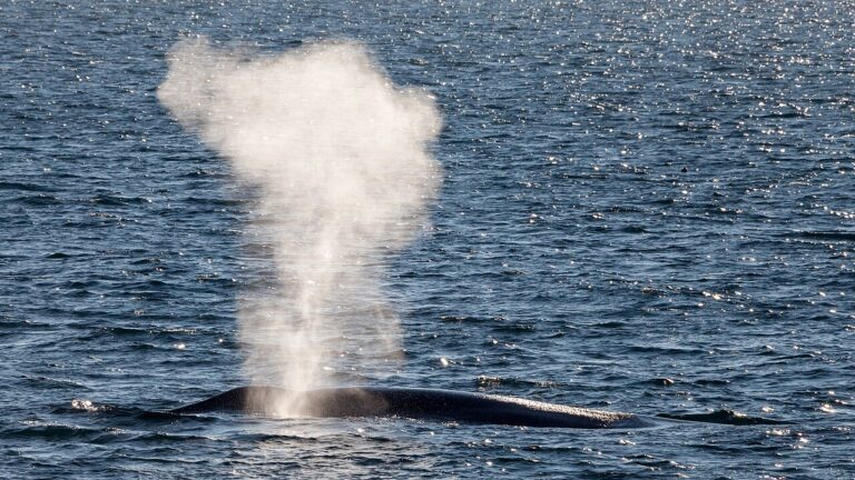 Blow of a blue whale in the Arctic sea — Quand l'océan se donne à entendre