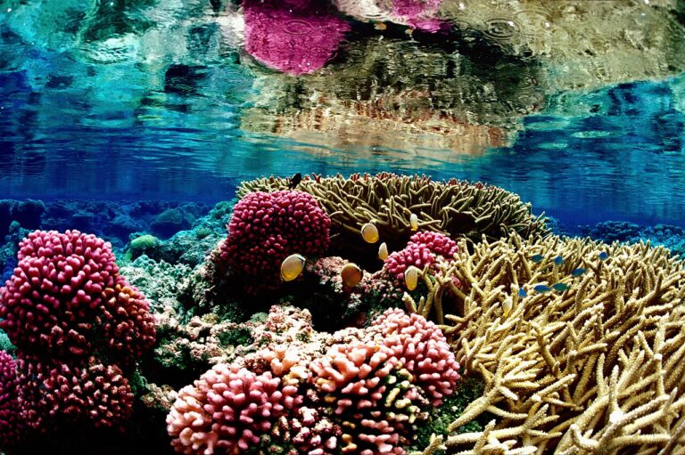 Coral reef Palmyra — Taiwan : le puzzle agricole vu du ciel
