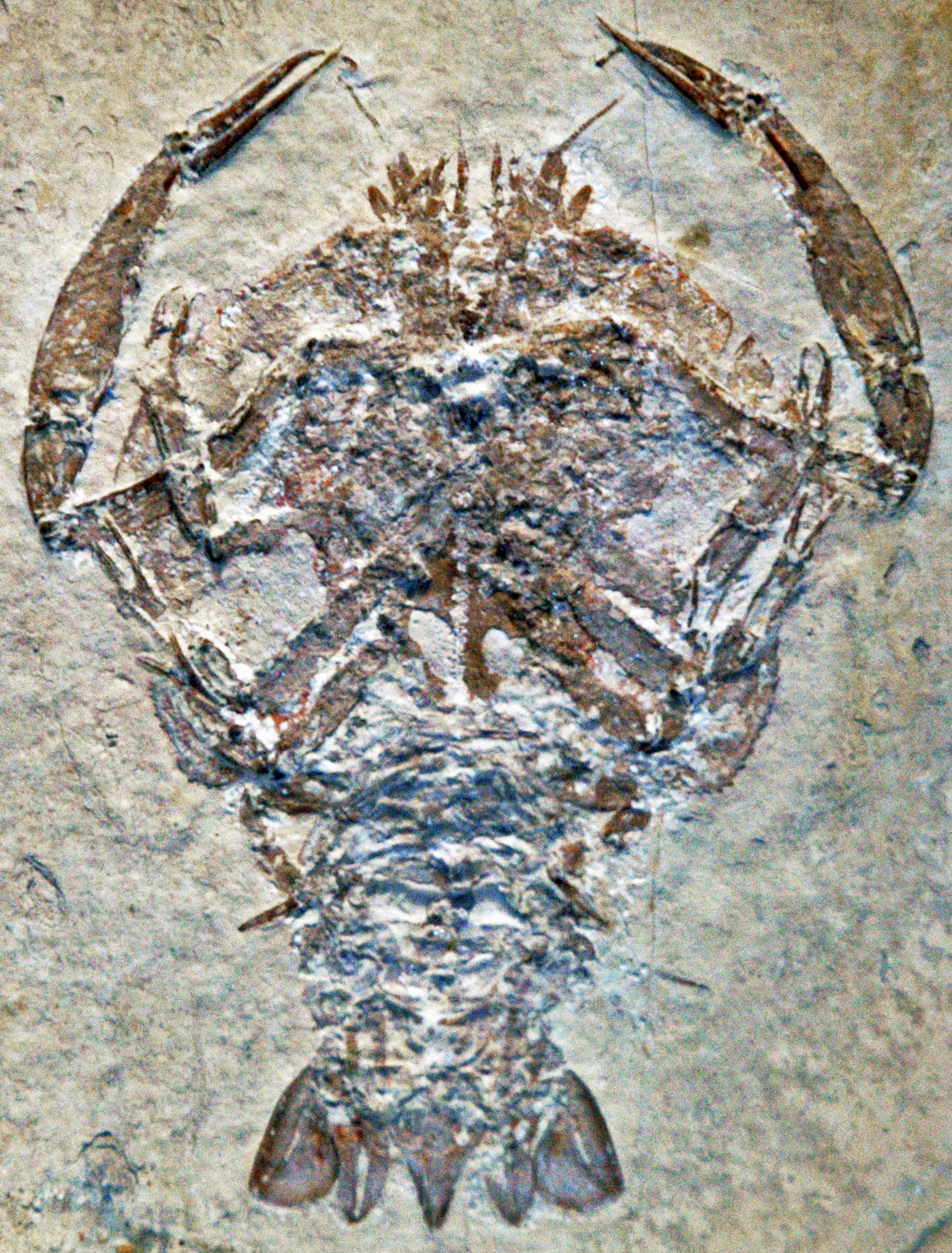 Cycleryon propinquus (fossil crustacean) Solnhofen Limestone — Fossiles chinois: la vie complexe plus ancienne