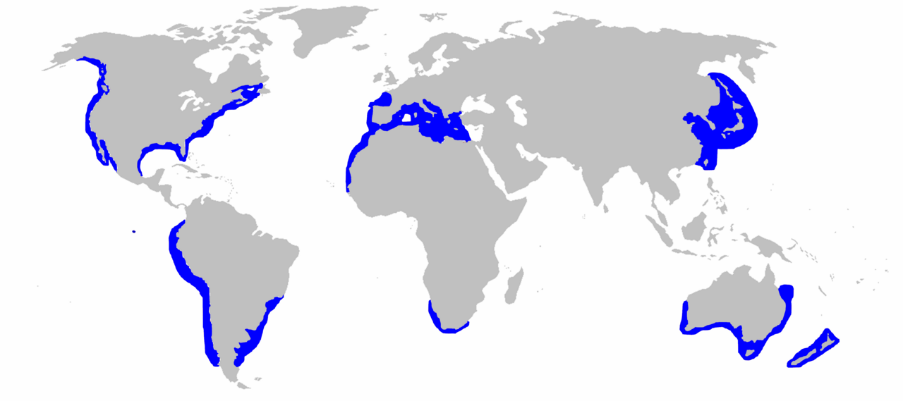 Great White Shark Distibution map — Requins blancs et thons : trop chauds pour survivre ?