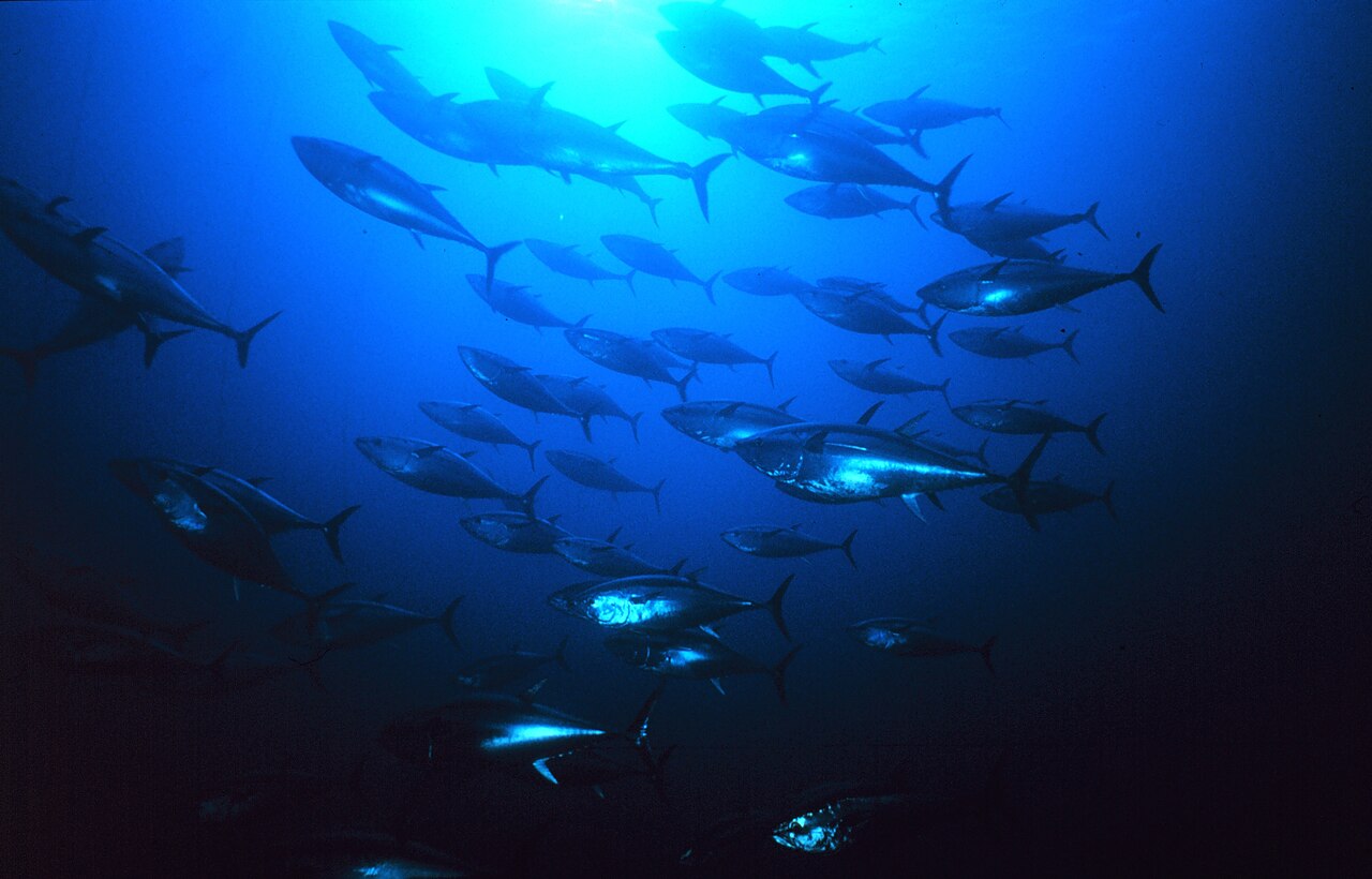 Group of tuna — Thon rouge : les pêcheurs deviennent chercheurs