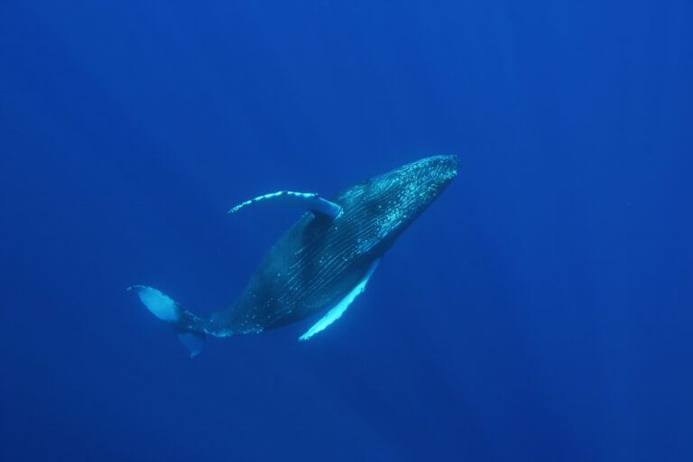 Baleine à bosse nageant sous l'eau