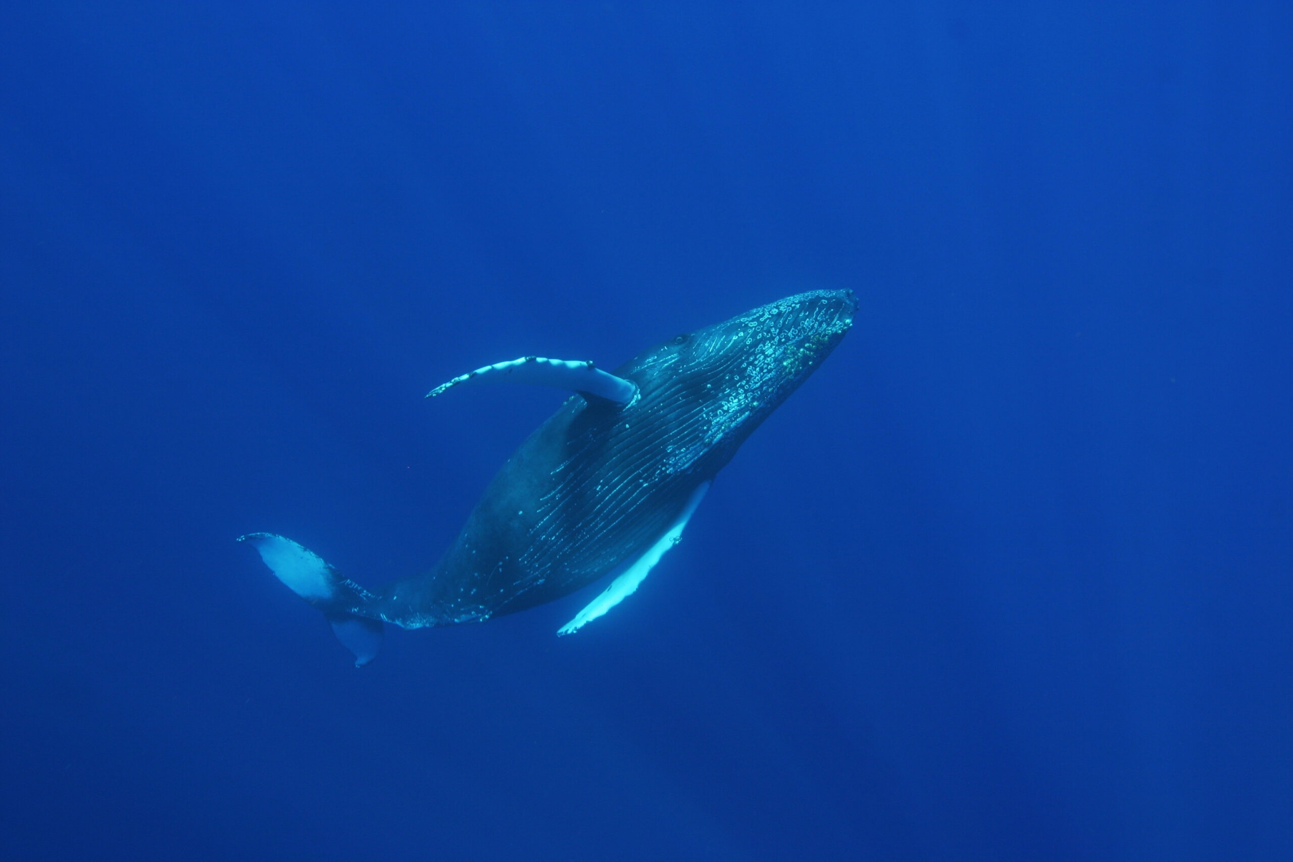 Baleine à bosse nageant sous l'eau