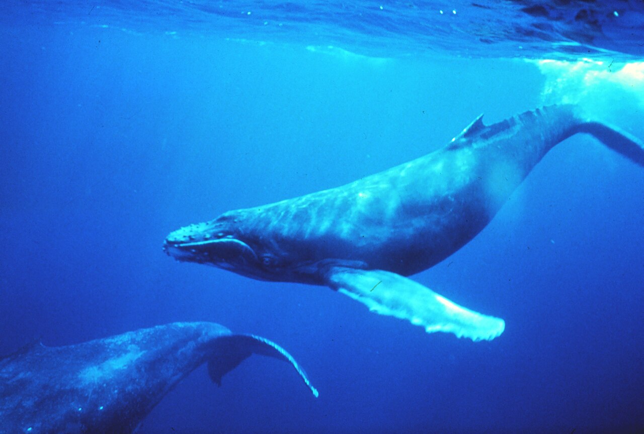 Humpback whales — Des microbes dans le sol qui produisent de l'électricité