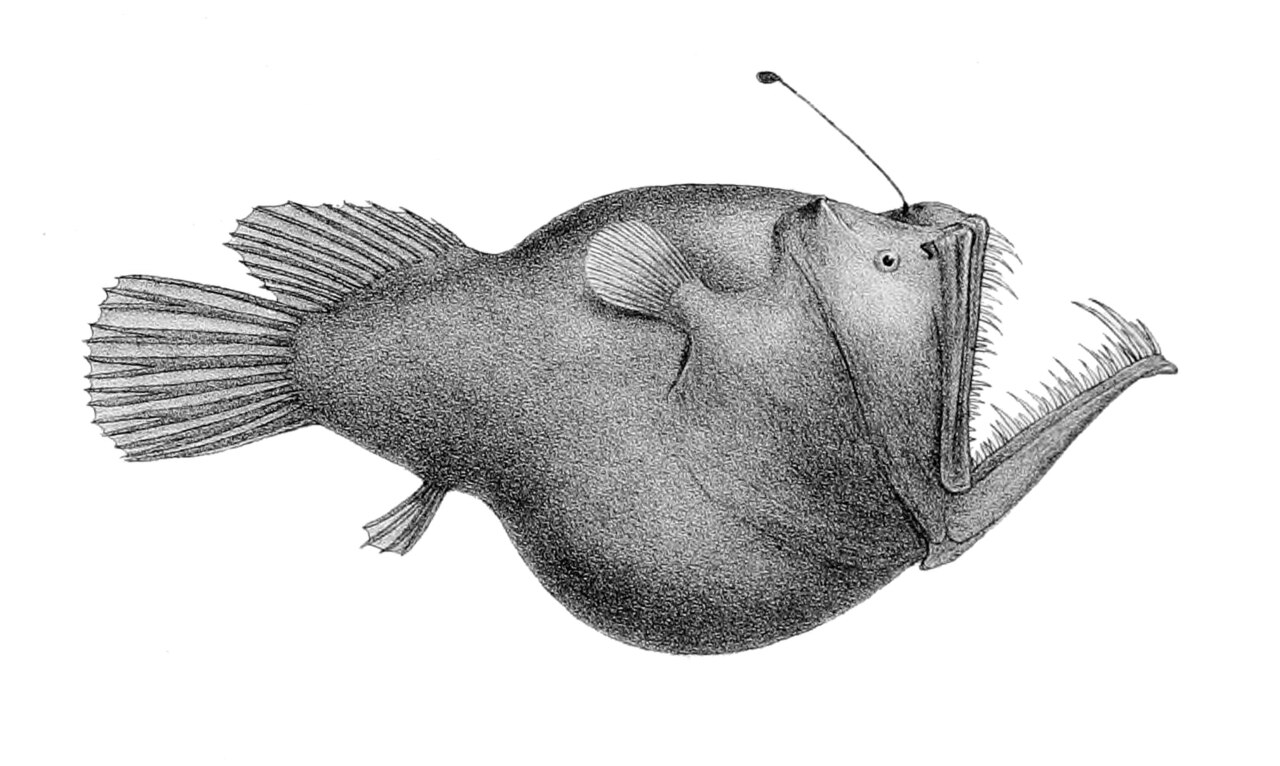 Melanocetus murrayi (Murrays abyssal anglerfish) — Le fond des mers enfin à portée de clic