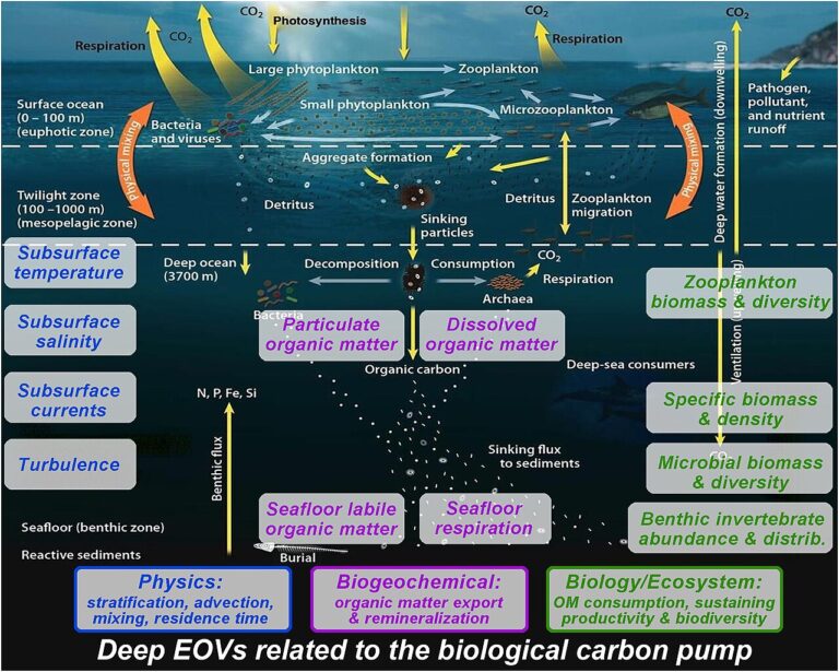 Multidisciplinary observations in the water column needed to understand the biological pump — Le carbone coule : enquête du fond des mers