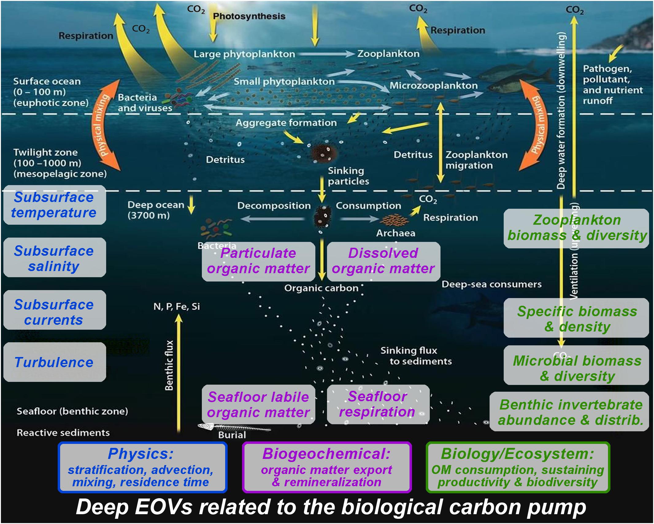 Multidisciplinary observations in the water column needed to understand the biological pump — Dans les zones mortes, l'azote bouge encore