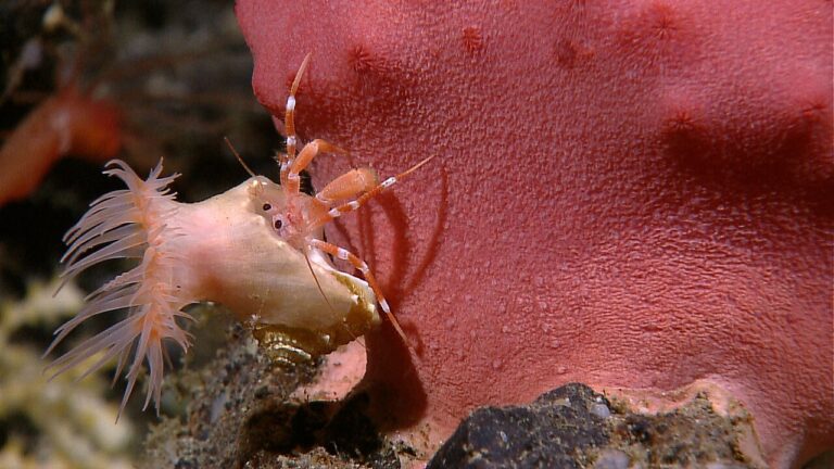NOAA Ocean Explorer NOAA Ship Okeanos Explorer INDEX 2010 “Indonesia-USA Deep-Sea Exploration of the Sangihe Talaud Region”(3) — L'orbe doré des abysses enfin identifié