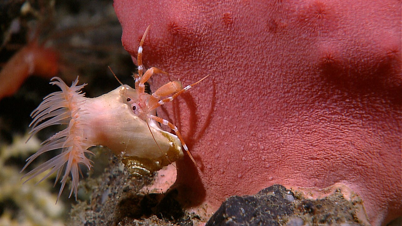 NOAA Ocean Explorer NOAA Ship Okeanos Explorer INDEX 2010 “Indonesia-USA Deep-Sea Exploration of the Sangihe Talaud Region”(3) — L'orbe doré des abysses enfin identifié