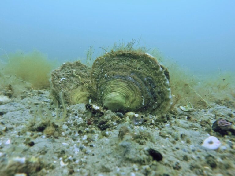 Underwater images of the last native oysters beds in Brittany (France) (Ifremer 00377-48842 - 6) — Récifs d'huîtres : la géométrie qui sauve tout