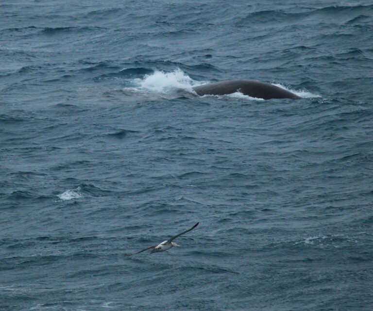 Wandering Albatross flying towards a Southern Right Whale (5747483638) — L'albatros, sentinelle de l'océan Austral