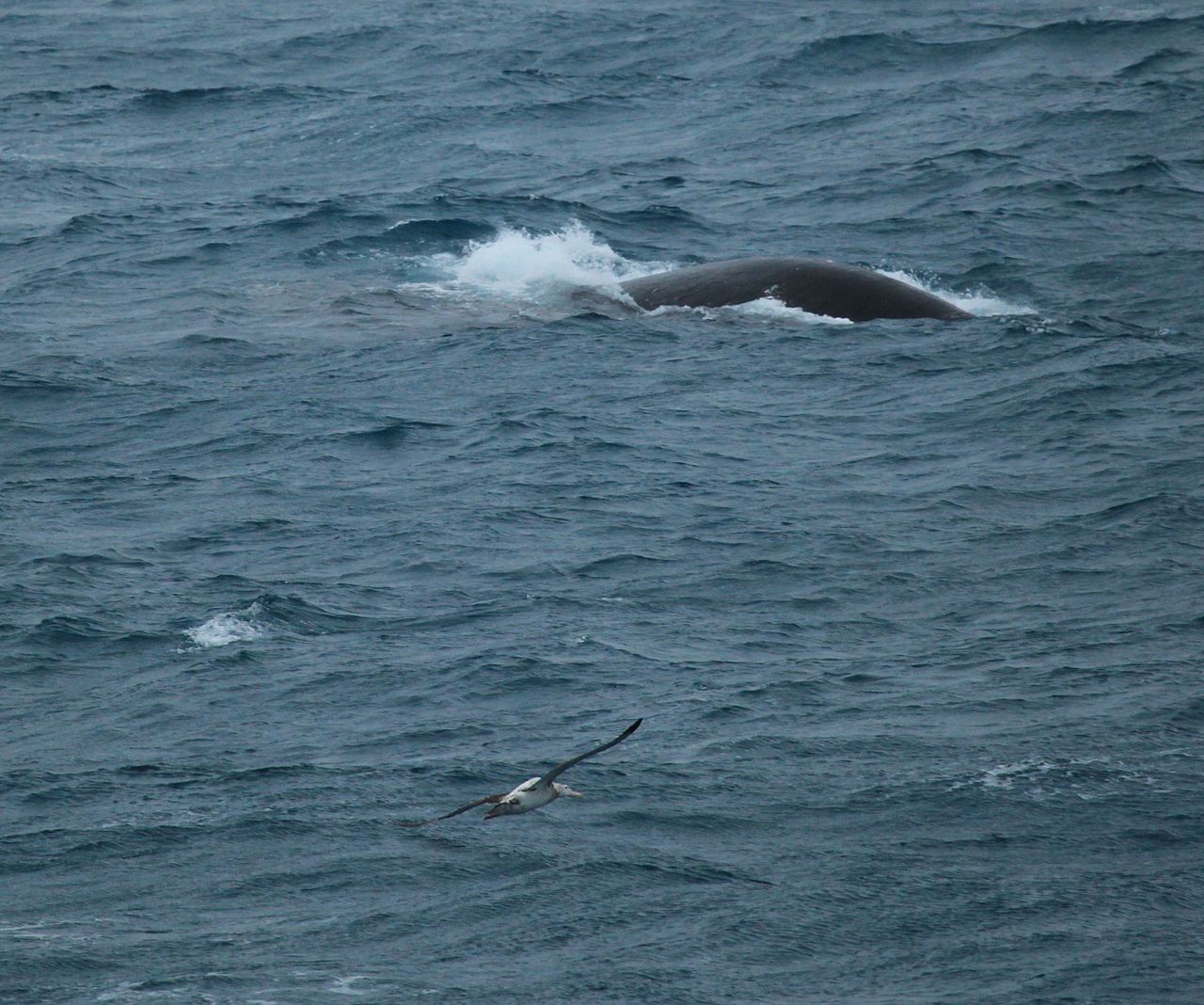 Wandering Albatross flying towards a Southern Right Whale (5747483638) — L'albatros, sentinelle de l'océan Austral